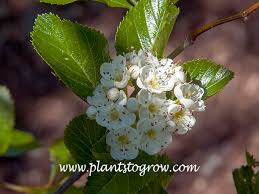Attēlu rezultāti vaicājumam “Crataegus persimilis”