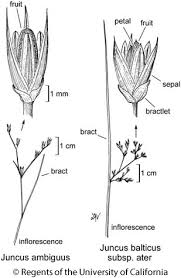 Attēlu rezultāti vaicājumam “Juncus bufonius fruit”