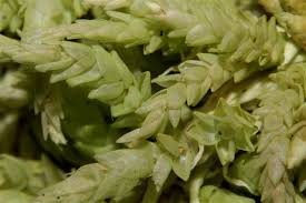 Attēlu rezultāti vaicājumam “Sphagnum centrale”