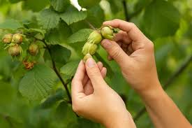 Attēlu rezultāti vaicājumam “Corylus avellana fruit”