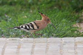 Attēlu rezultāti vaicājumam “Upupa epops”