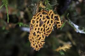 Attēlu rezultāti vaicājumam “Oligonema persimile”