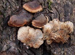 Attēlu rezultāti vaicājumam “Lentinellus ursinus”