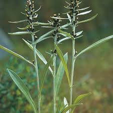 Attēlu rezultāti vaicājumam “Gnaphalium sylvaticum leaf”