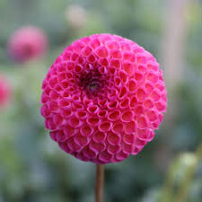 Image result for Dahlia x pinnata `Pompon Lilliput`