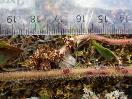 Attēlu rezultāti vaicājumam “Puccinia agrostidis”