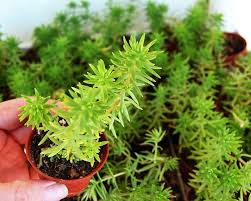 Attēlu rezultāti vaicājumam “Sedum rupestre”