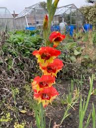 Attēlu rezultāti vaicājumam “Gladiolus imbricatus bud”