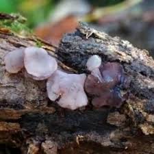 Attēlu rezultāti vaicājumam “Ombrophila violacea”