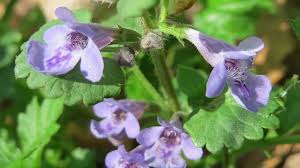 Image result for Glechoma hederacea