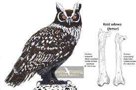 Attēlu rezultāti vaicājumam “Bubo bubo”