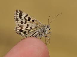 Attēlu rezultāti vaicājumam “Callistege mi”