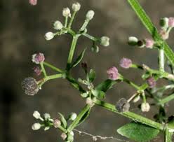 Attēlu rezultāti vaicājumam “Galium boreale bud”