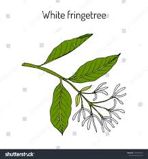 Attēlu rezultāti vaicājumam “Chionanthus virginicus leaf”