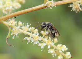 Attēlu rezultāti vaicājumam “Andrena”