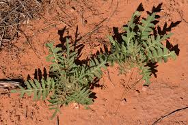Attēlu rezultāti vaicājumam “Sisymbrium altissimum leaf”