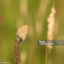 Attēlu rezultāti vaicājumam “Maculinea alcon”