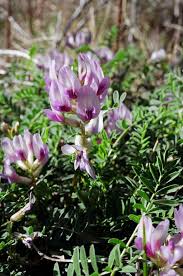 Attēlu rezultāti vaicājumam “Astragalus arenarius flower”