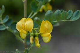 Image result for Colutea x media (arborescens x orientalis)