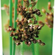 Attēlu rezultāti vaicājumam “Juncus inflexus bud”