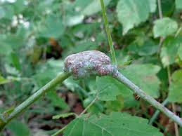 Attēlu rezultāti vaicājumam “Diastrophus rubi”