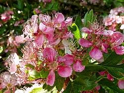 Attēlu rezultāti vaicājumam “Crataegus monogyna”
