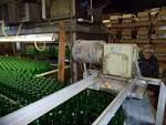 Freakonomics » The Church of Scionology: Yuengling Beer Gallery