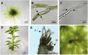 Attēlu rezultāti vaicājumam “Orthotrichum patens sporophyte”