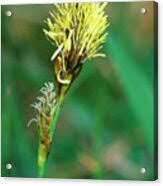 Attēlu rezultāti vaicājumam “Carex caryophyllea fruit”