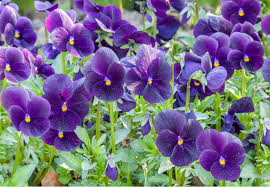 Image result for Hornveilchen