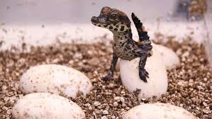 gamravlebis-ის სურათის შედეგი