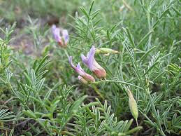 Attēlu rezultāti vaicājumam “Astragalus arenarius”