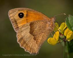 Attēlu rezultāti vaicājumam “Diderma radiatum macro”