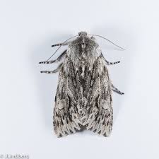 Attēlu rezultāti vaicājumam “Brachionycha nubeculosa”