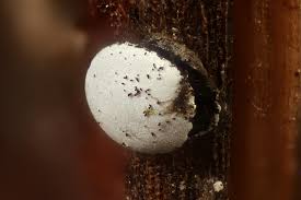 Attēlu rezultāti vaicājumam “Diderma deplanatum sessile”