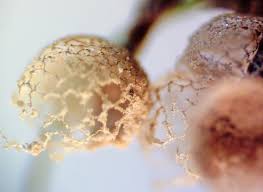 Attēlu rezultāti vaicājumam “Cribraria piriformis young”