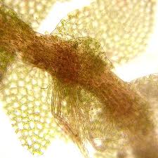 Attēlu rezultāti vaicājumam “Calypogeia suecica”