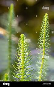 Attēlu rezultāti vaicājumam “Hippuridaceae”