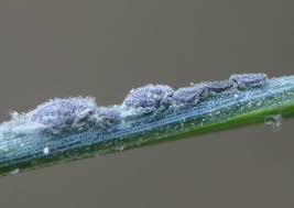 Attēlu rezultāti vaicājumam “Schizolachnus pineti”