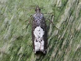 Attēlu rezultāti vaicājumam “Epinotia trigonella”