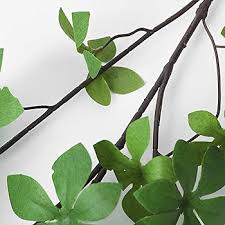 Attēlu rezultāti vaicājumam “Enkianthus chinensis leaf”