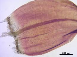 Attēlu rezultāti vaicājumam “Scorpidium revolvens”