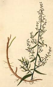 Image result for Artemisia dracunculus