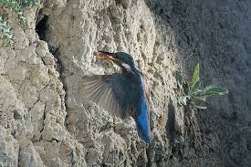 Attēlu rezultāti vaicājumam “Alcedo atthis nest”
