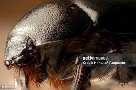 Attēlu rezultāti vaicājumam “Geotrupes”