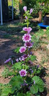 Image result for Malva sylvestris