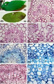 Attēlu rezultāti vaicājumam “Hymenoscyphus sp.”