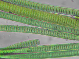 Attēlu rezultāti vaicājumam “Cyanophyta”