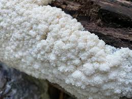 Attēlu rezultāti vaicājumam “Brefeldia maxima plasmodium”