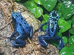 Image result for blauer baumsteiger